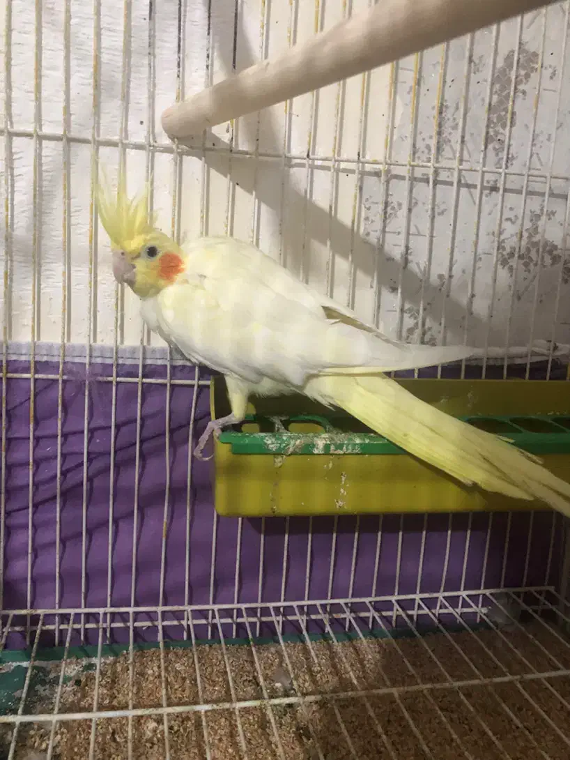 عروس هلندی روتخم|پرنده|اهر, |دیوار