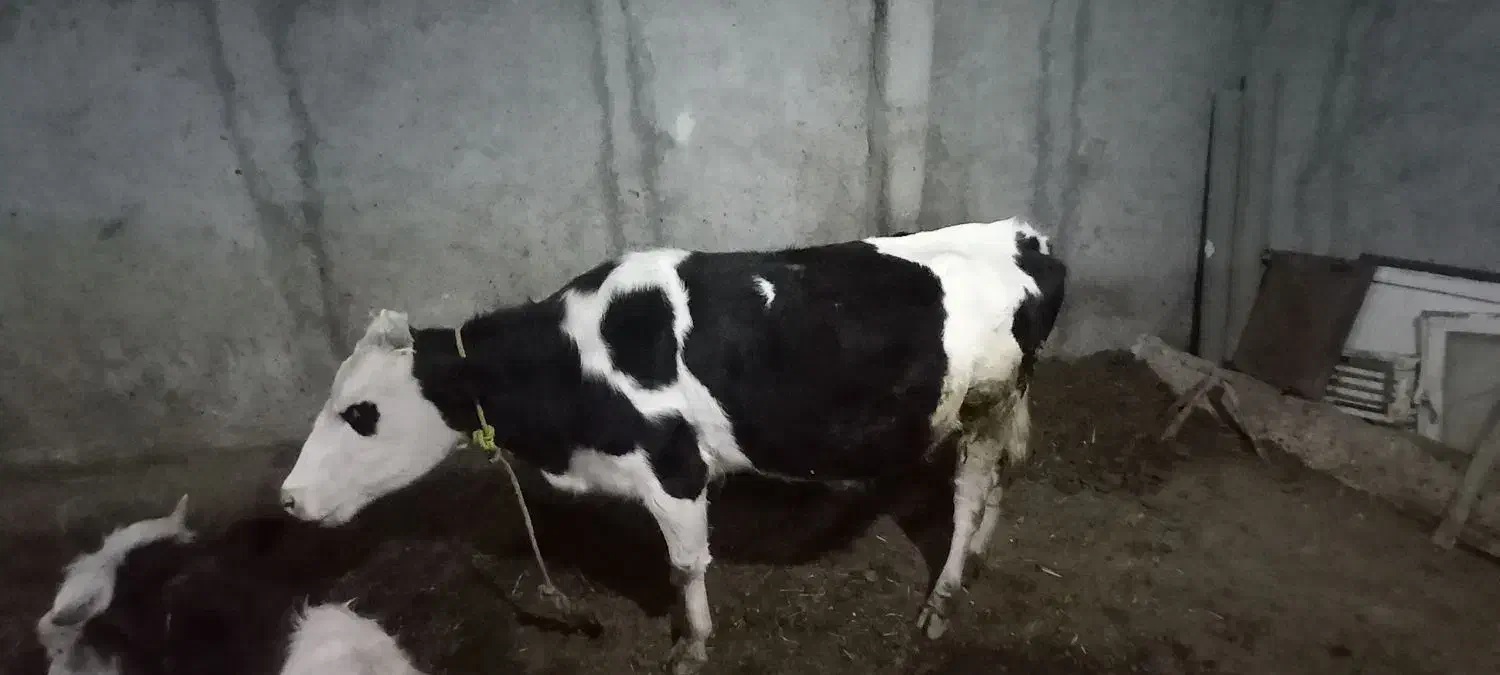 گاو آبستن ۴۵ روز مونده به زایمان|حیوانات مزرعه|نیر (اردبیل), |دیوار