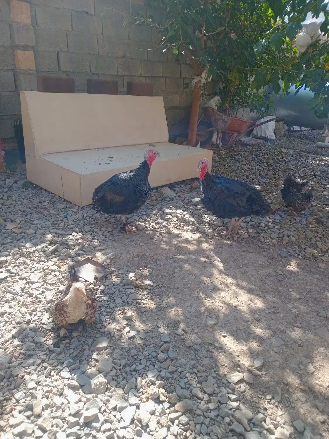 بوقلمون|حیوانات مزرعه|بروجرد, |دیوار