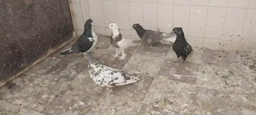 کفتر|پرنده|شیراز, اصلاح‌نژاد|دیوار