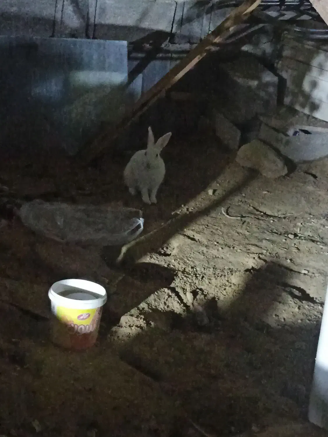 خرگوش سفید|موش و خرگوش|بندر دیر, |دیوار