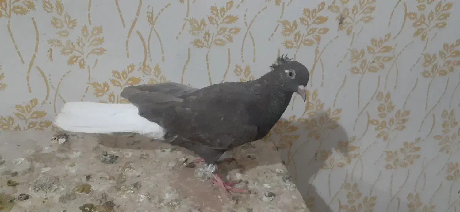 قهوی دم سفید جوون 15پردم|پرنده|اهواز, کوی مندلی(سه راه خرمشهر)|دیوار