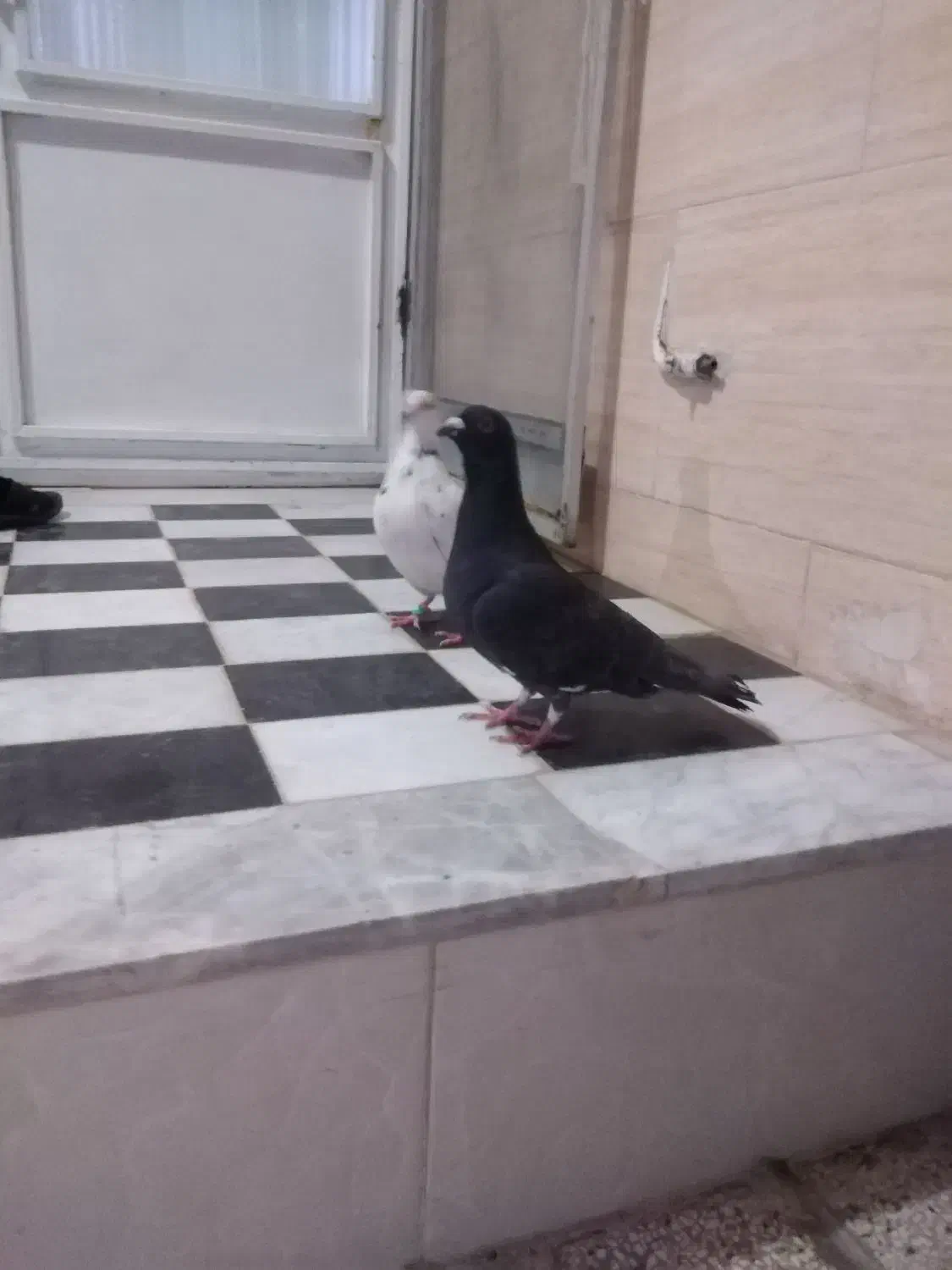 دوتا نر کفتر معاوضه با جوجه عروس هلندی|پرنده|قائن, |دیوار