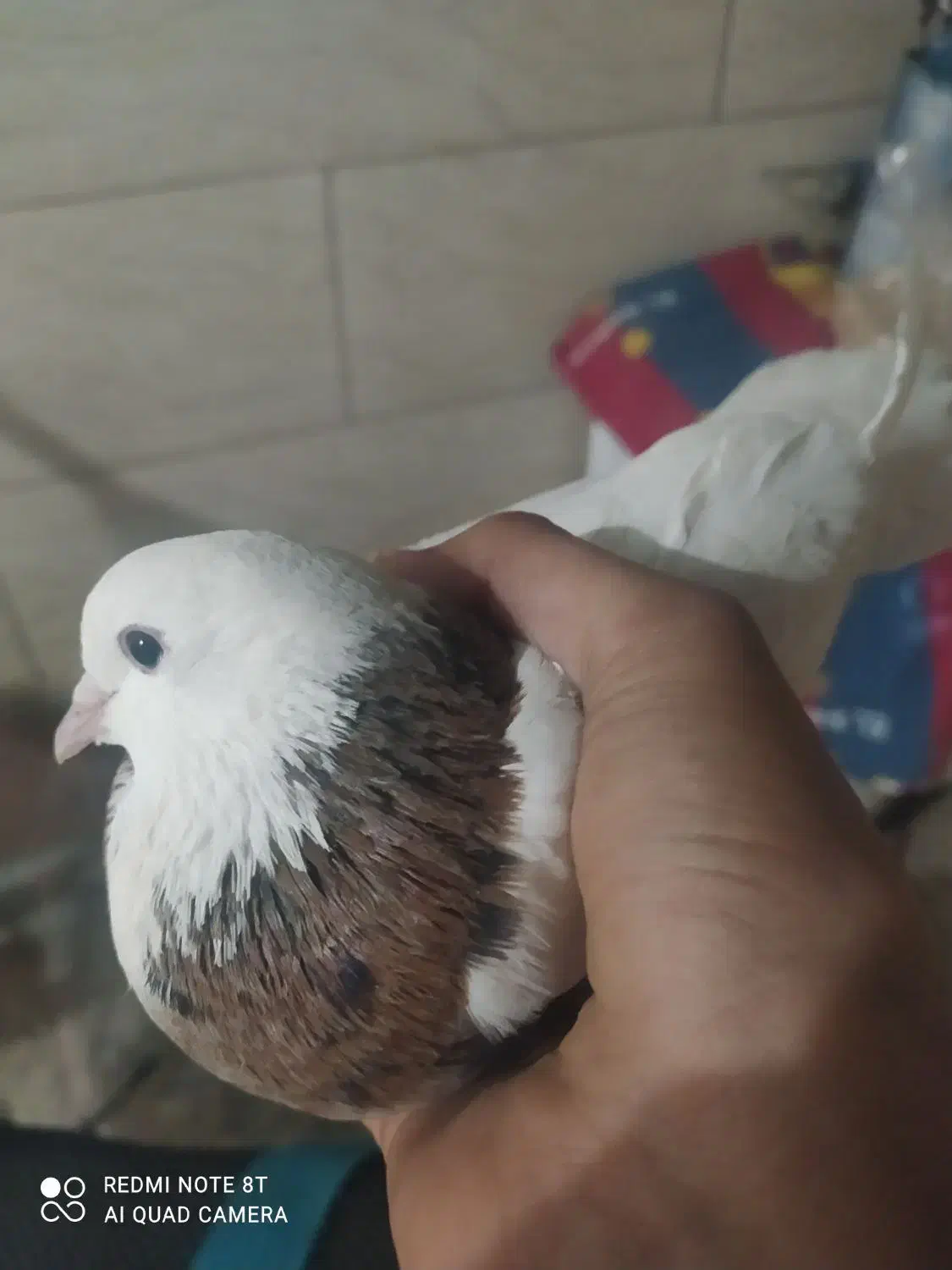 کفتر طوق سالم|پرنده|بیرجند, |دیوار