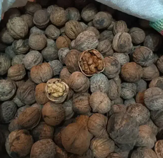 حراج گردو|حراج|مشهد, انقلاب|دیوار