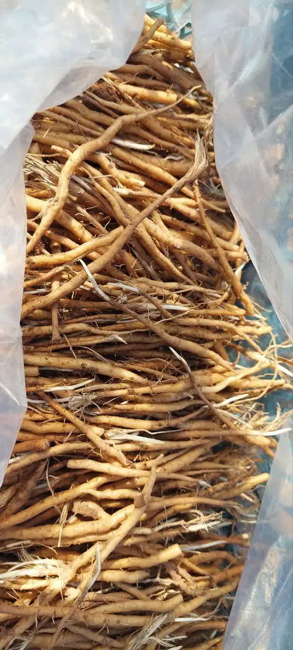 آنغوزه|خدمات باغبانی و درختکاری|نیشابور, بنیاد شهید|دیوار