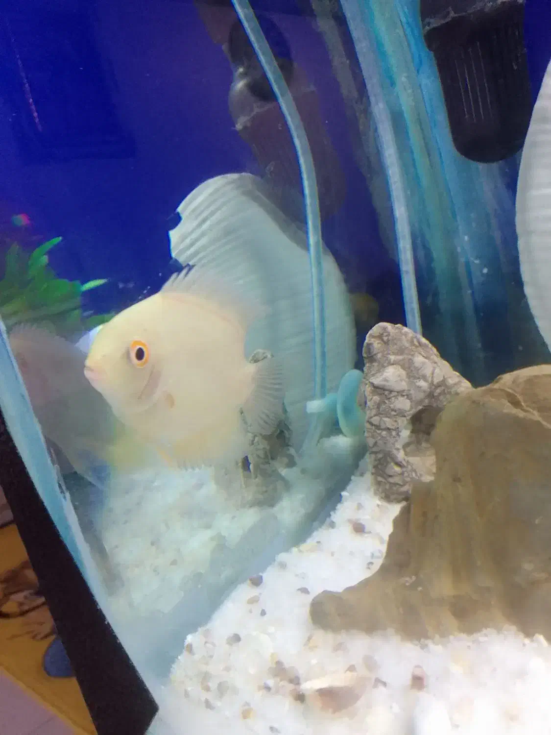 ماهی اکواریوم|ماهی|مریوان, |دیوار