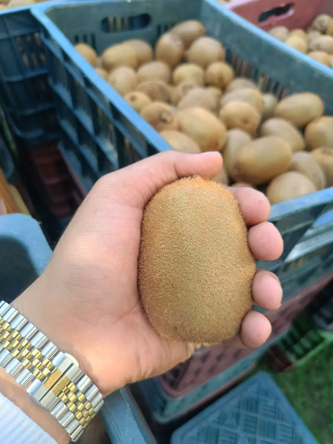 خریدار کیوی شما به صورت تناژ بالا|خدمات باغبانی و درختکاری|تنکابن, |دیوار