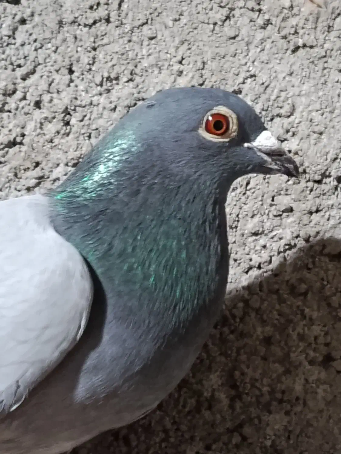 سبز|پرنده|نیشابور, ریوند|دیوار