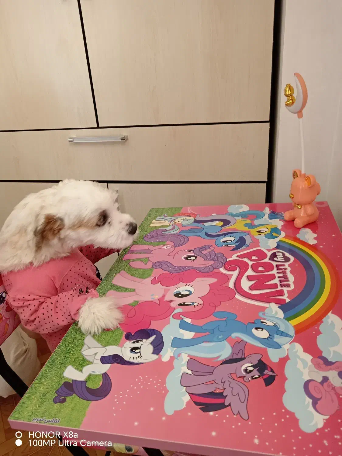 سگ گمشده|سگ|اردبیل, |دیوار