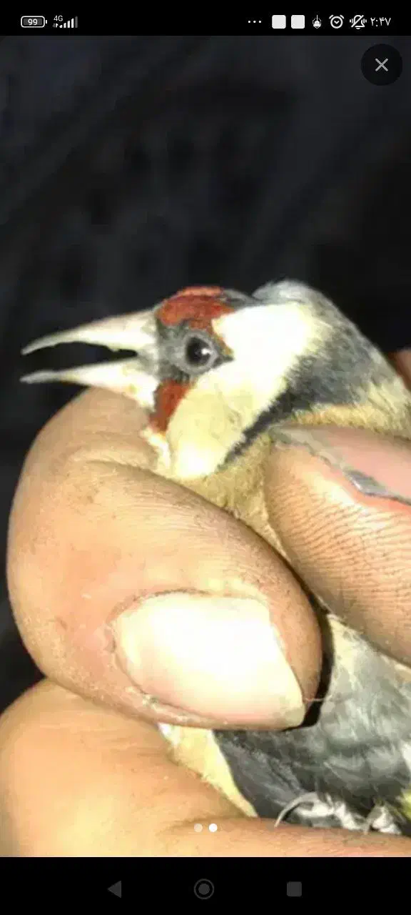 سهره|پرنده|بندر ماهشهر, |دیوار