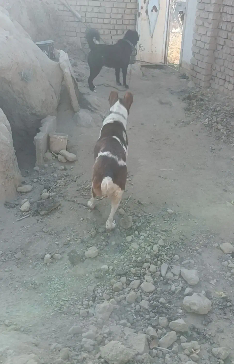 سگ گله و نگهبان|سگ|خمین, |دیوار