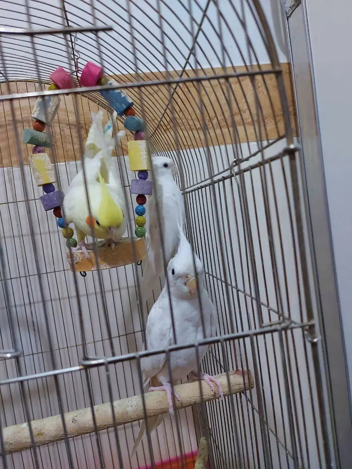 عروس هلندی البینو ولوتینو|پرنده|مشهد, شهید قربانی|دیوار