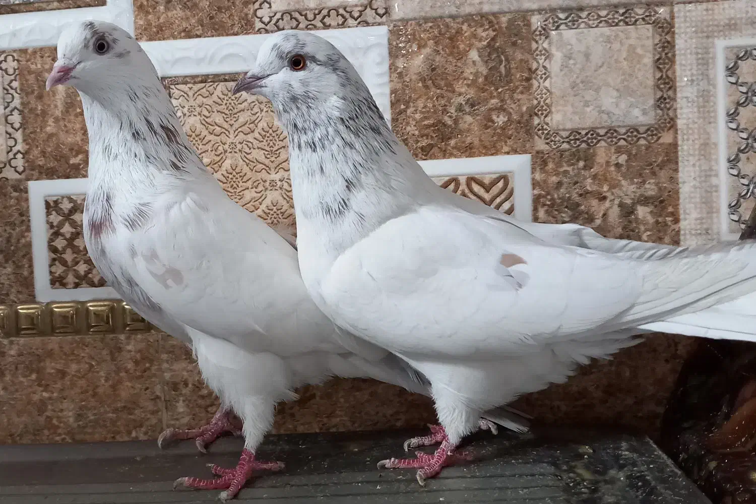 ۵۰طوق کبوتر یا کفتر یکجایی گنجه بر|پرنده|تهران, خلیج فارس|دیوار