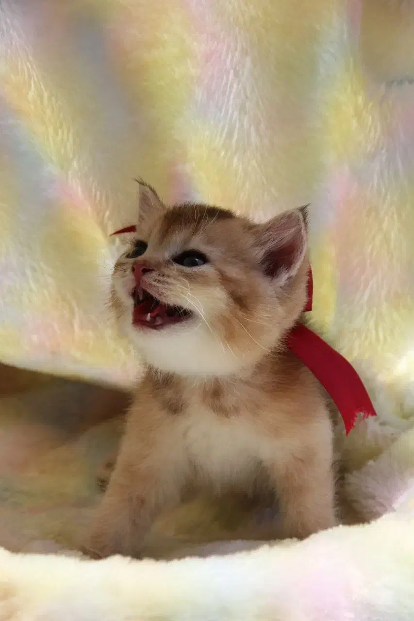 گربه پشمالو و خونگی|گربه|شیراز, فرهنگ شهر|دیوار