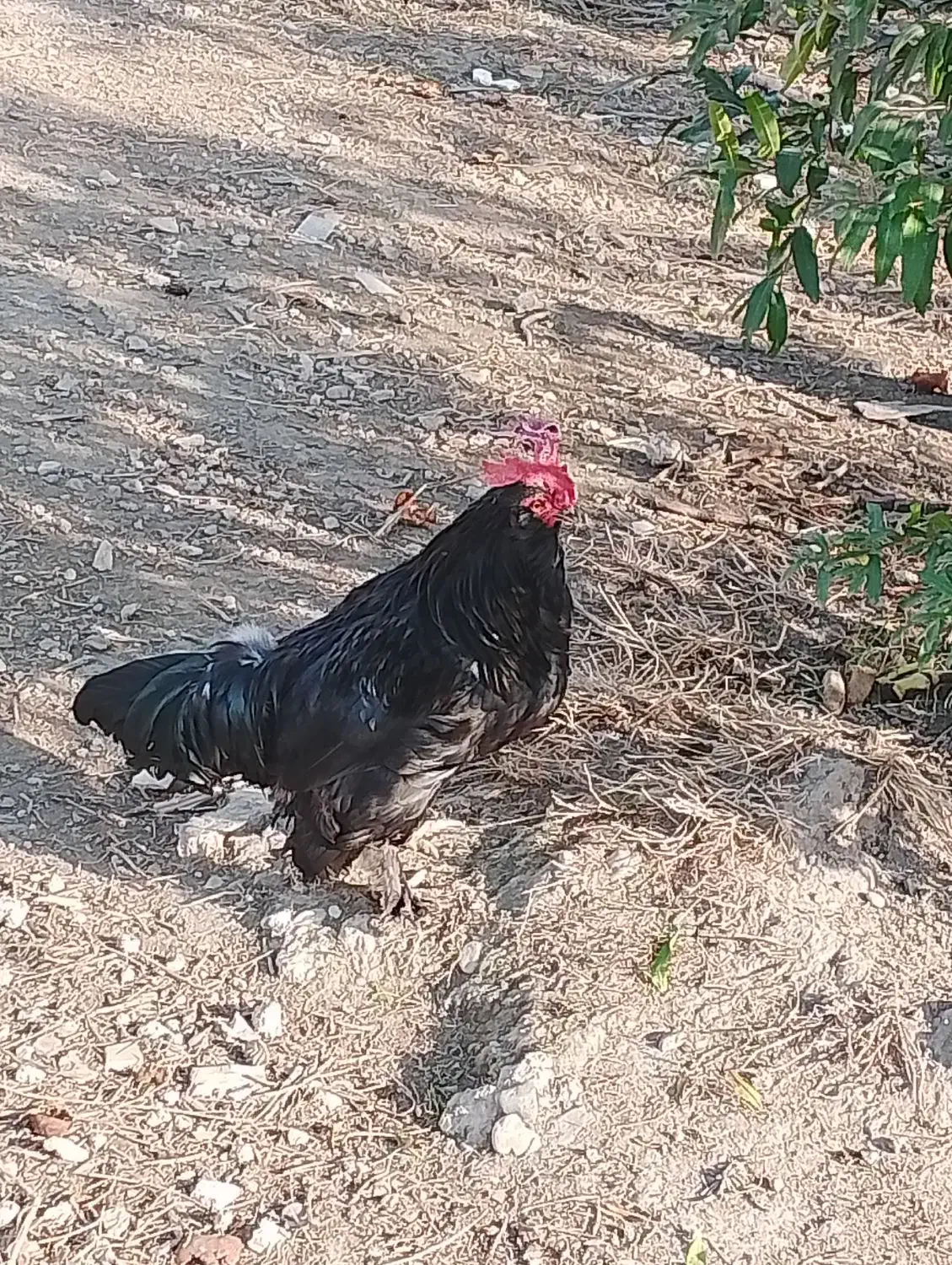 مرغ خوروس برهما بالق تخمگذار|حیوانات مزرعه|مزرعه کتول, |دیوار