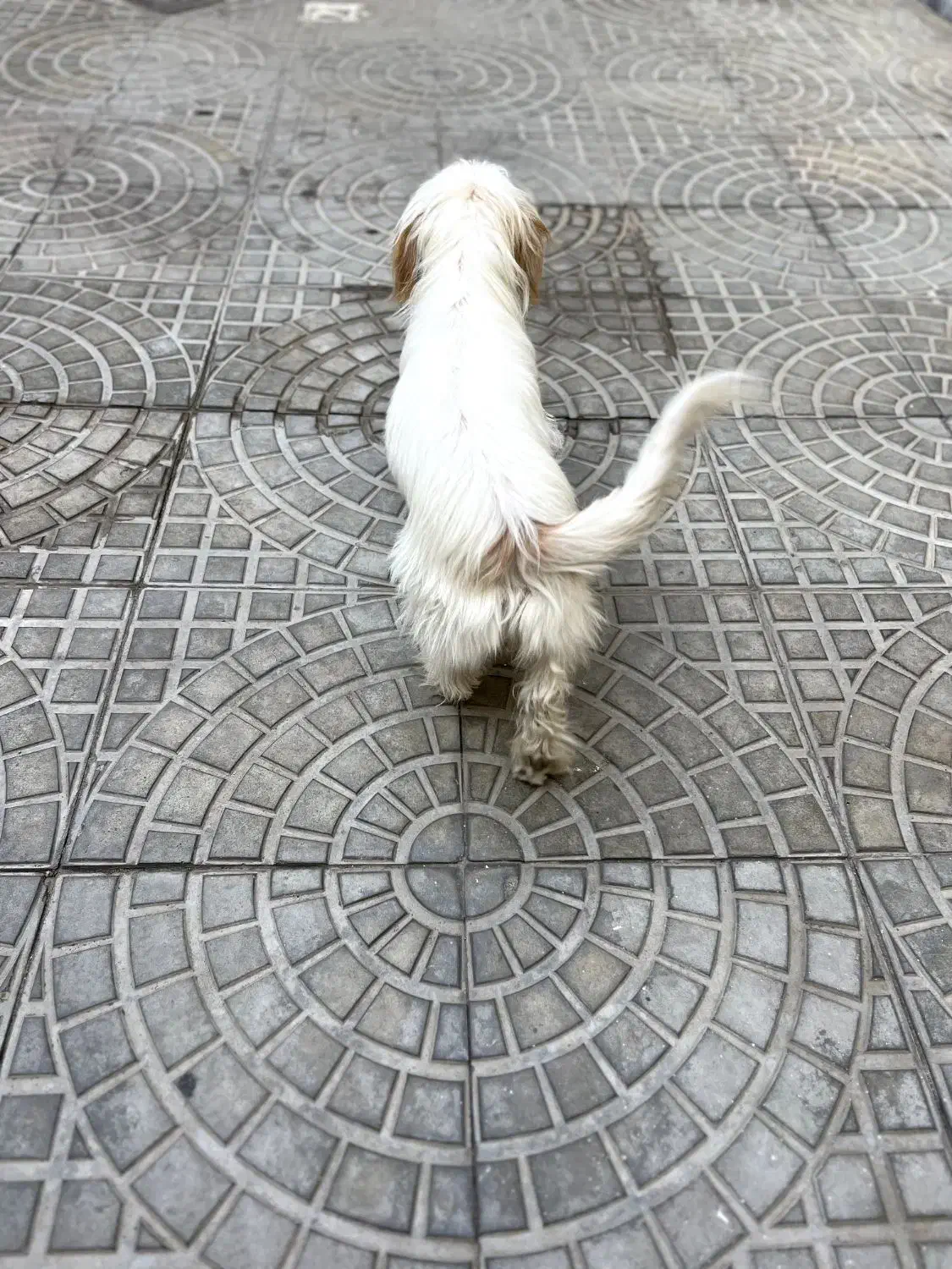 سگ خانگی|سگ|میاندوآب, |دیوار