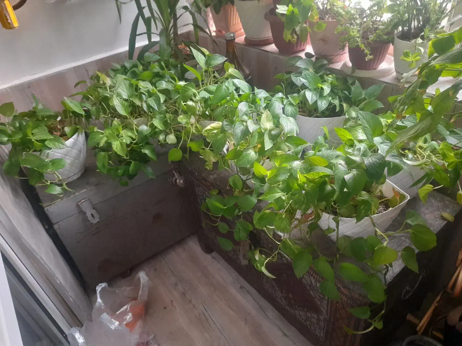 ۸ عدد گلدان پتوس مناسب دیوار کوب یا راه پله ای|گل و گیاه طبیعی|اسلام‌شهر, شهرک واوان|دیوار