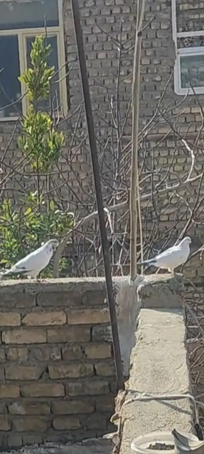 کبوتر گمشده|حیوانات|اصفهان, ارزنان|دیوار