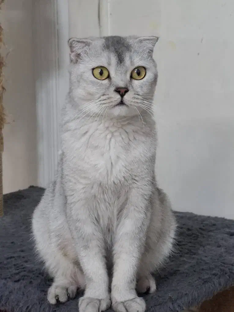 گربه اسکاتیش سیلور|گربه|گناباد, |دیوار