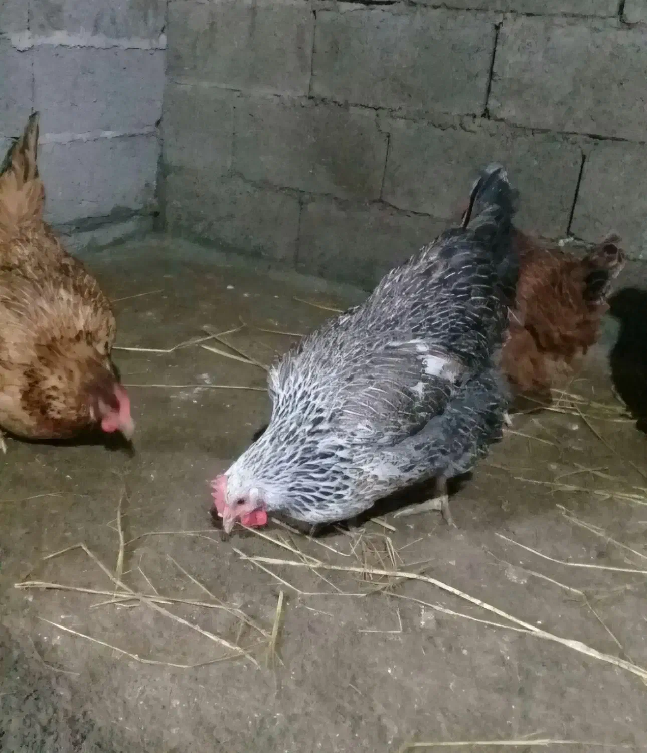 ۲۰ عدد مرغ محلی تخم گذار برای فروش|حیوانات مزرعه|رشت, حومه رشت|دیوار