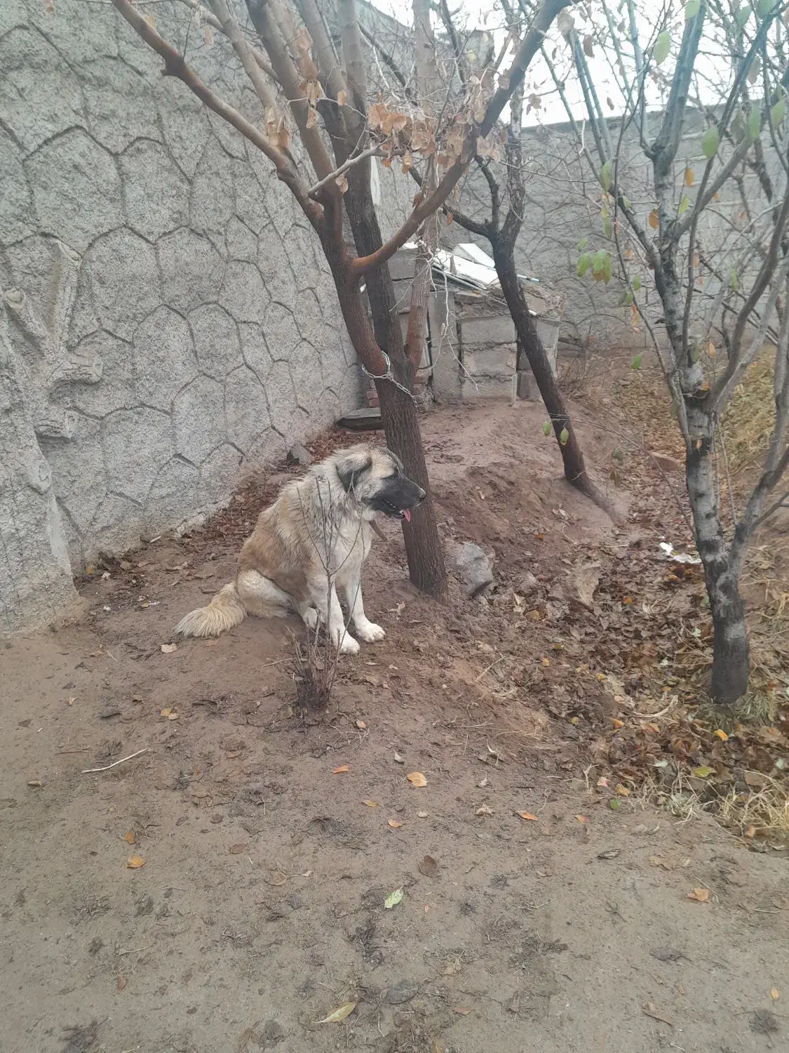 زات قدیم سرابی رایگان|سگ|تبریز, |دیوار