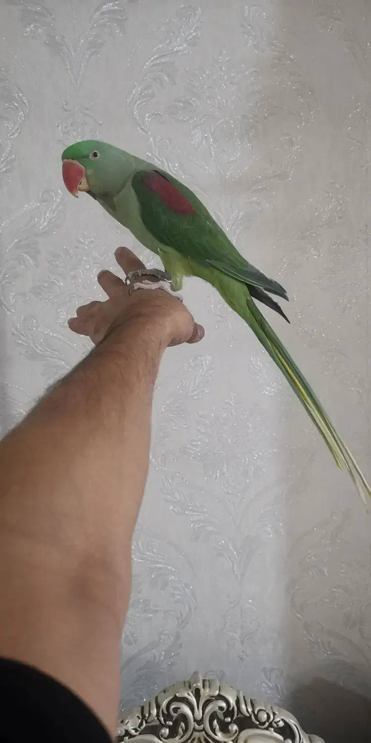 شاه طوطی رام اهلی دستی|پرنده|قرچک, زیبا شهر|دیوار