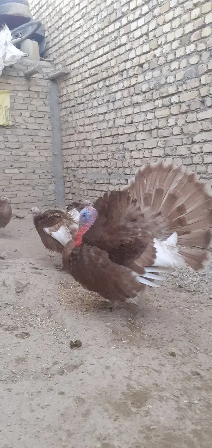 تخم نطفه دار بقلمون بوربون ،نژاد برتر|حیوانات مزرعه|بجنورد, |دیوار