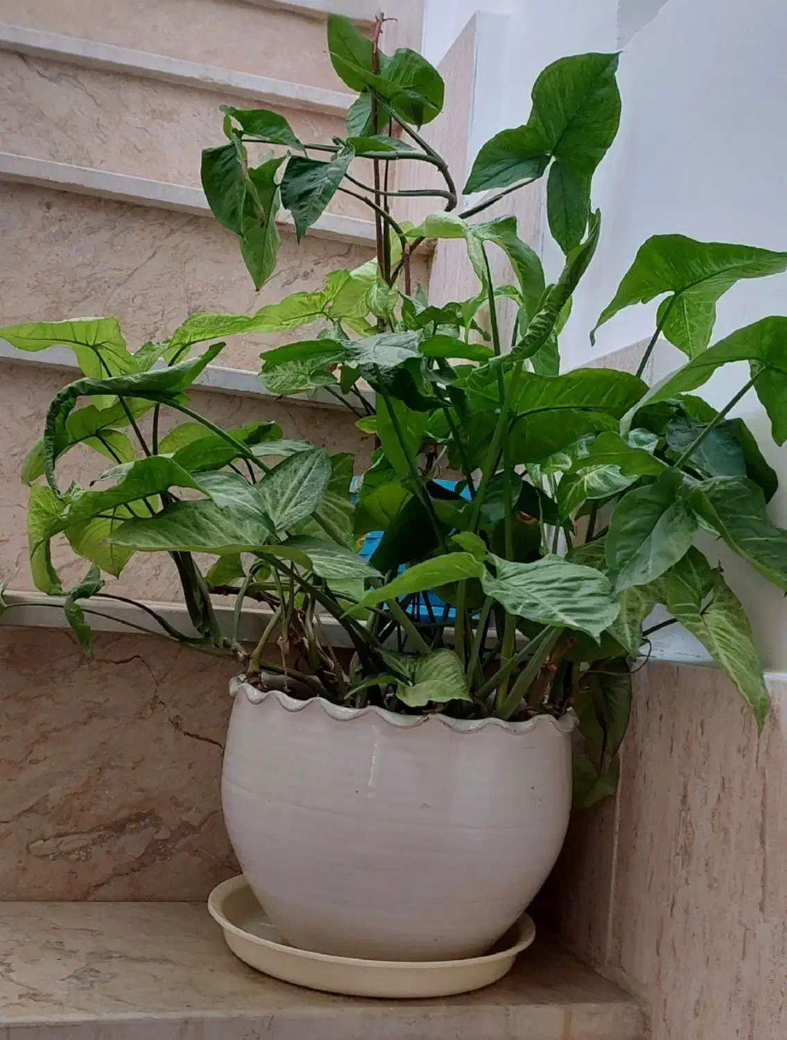 گل طبیعی سینگنیوم|گل و گیاه طبیعی|خمینیشهر, |دیوار