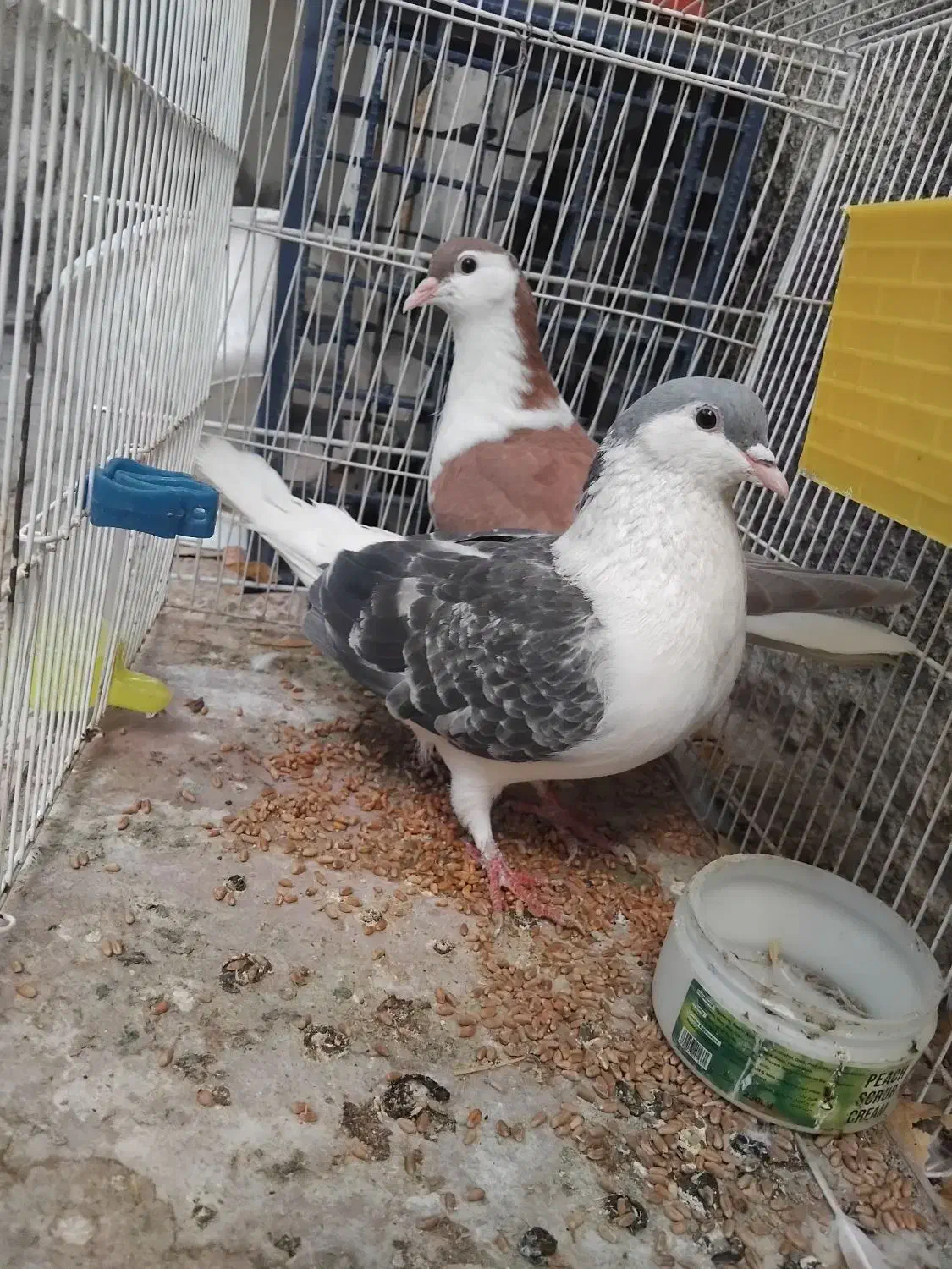 دوعدد کفتر ساده نر مگسی و سرخ|پرنده|مشهد, سیلو|دیوار