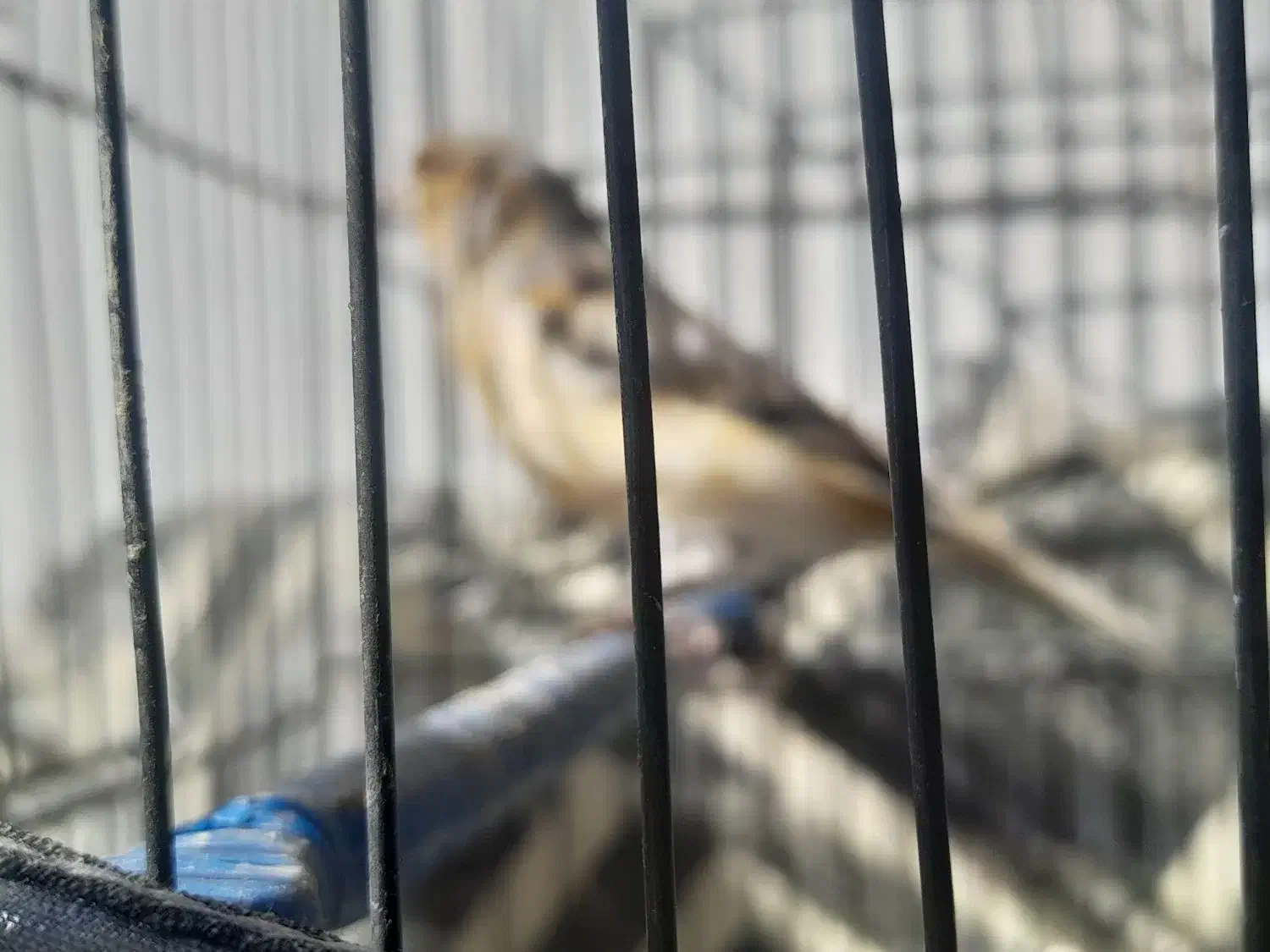 قناری نر|حیوانات مزرعه|فرخ‌شهر, |دیوار