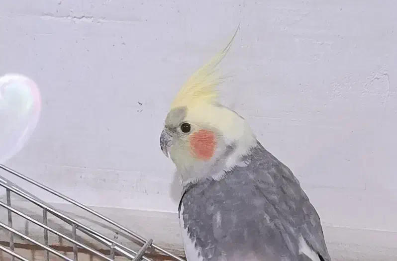 عروس هلندی|پرنده|بهمن صغاد, |دیوار