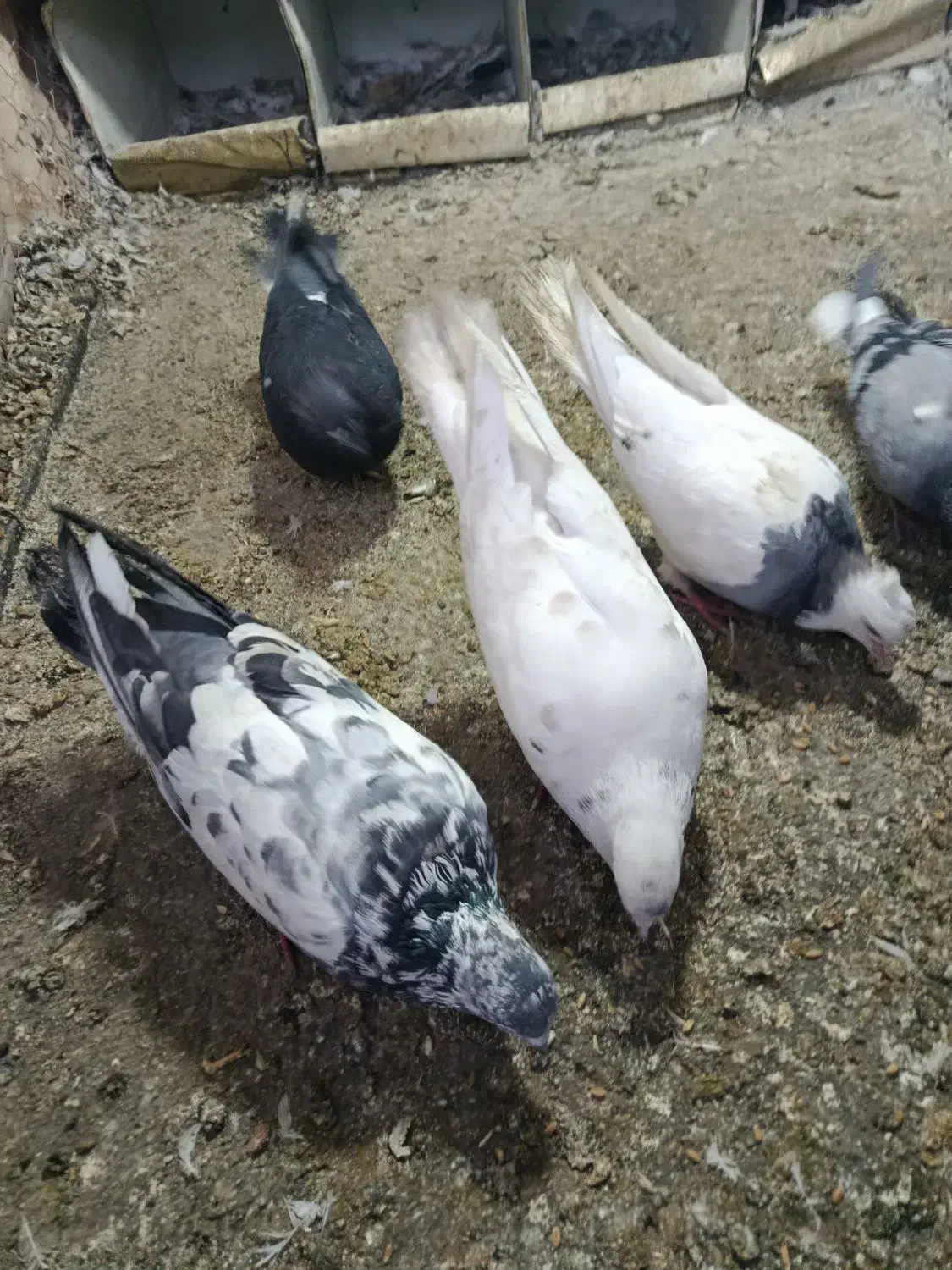 کبوتر|پرنده|بیستون, |دیوار