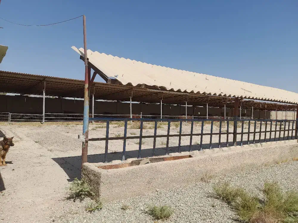 رهن/اجاره دامپروری (گاوداری شیری و پرواری)|اجارهٔ دفتر صنعتی، کشاورزی، تجاری|فشاپویه, |دیوار