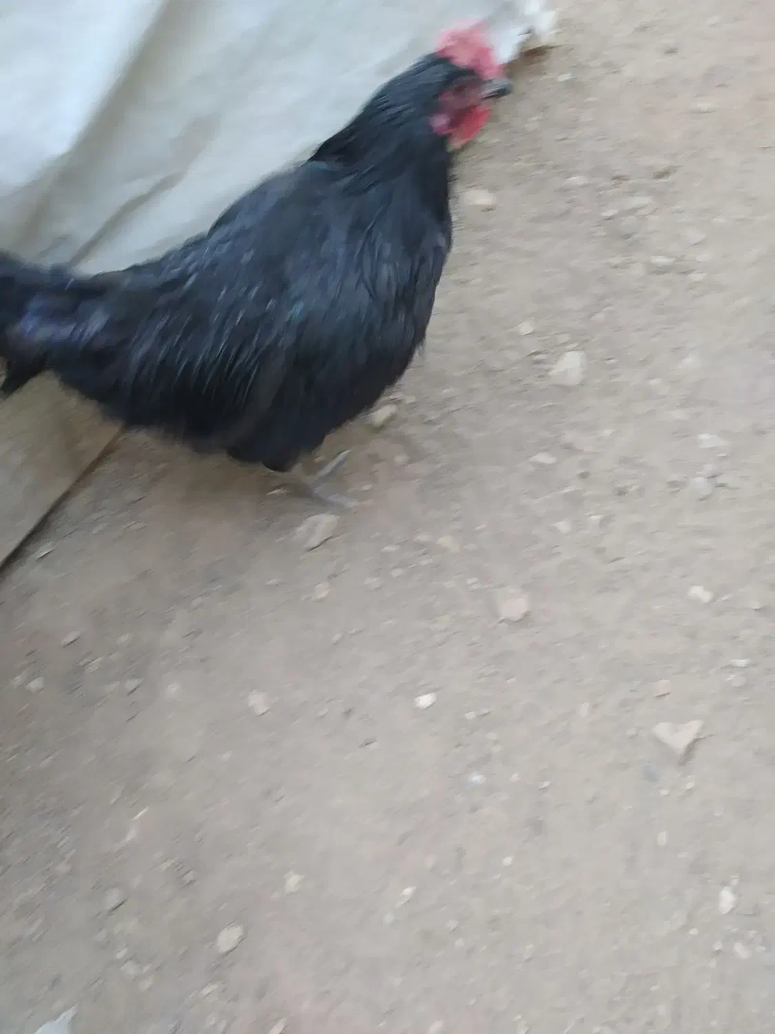 مرغ و خروس معاوضه|حیوانات مزرعه|کوهمره, |دیوار