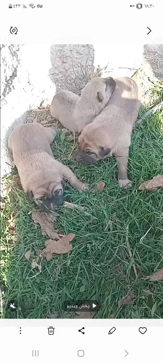 سگ سرابی شجره دارا درجه یک|سگ|کهریزک, |دیوار