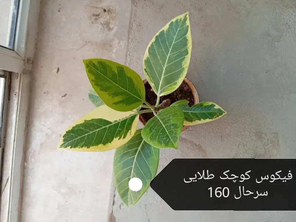 گیاه آپارتمانی دیفن و غیره|گل و گیاه طبیعی|وحدتیه, |دیوار