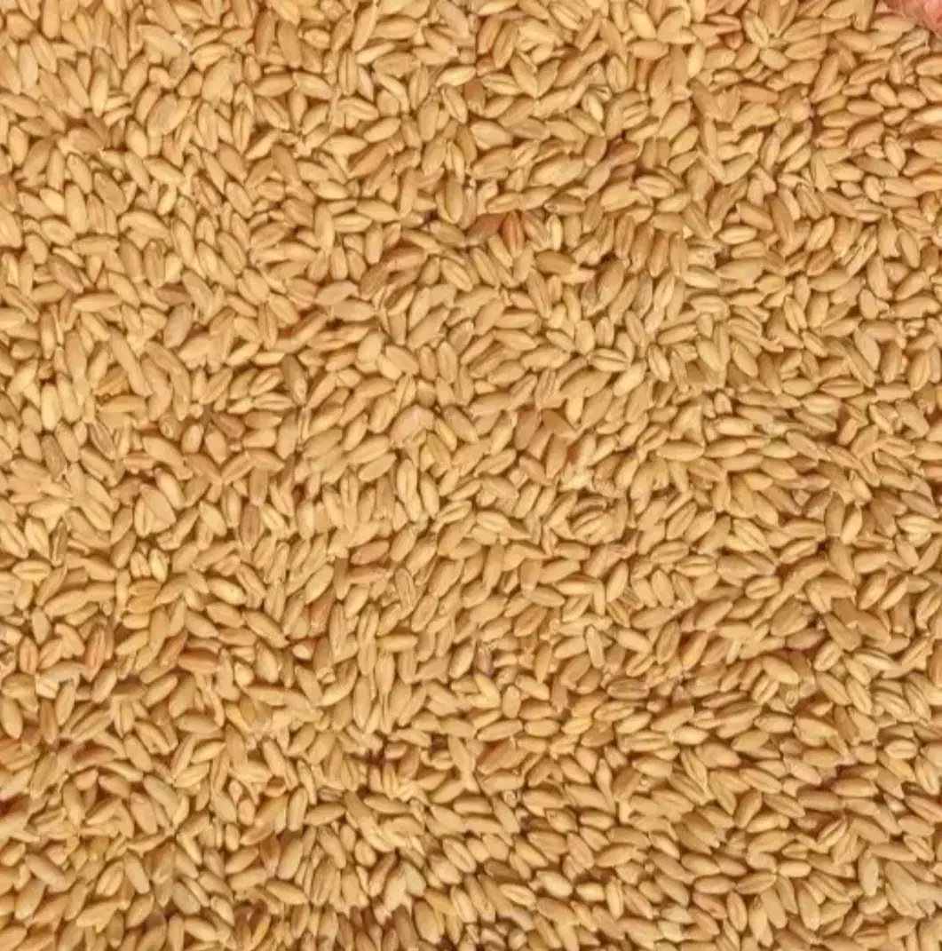 گندم بذز|عمدهفروشی|زالیان, |دیوار