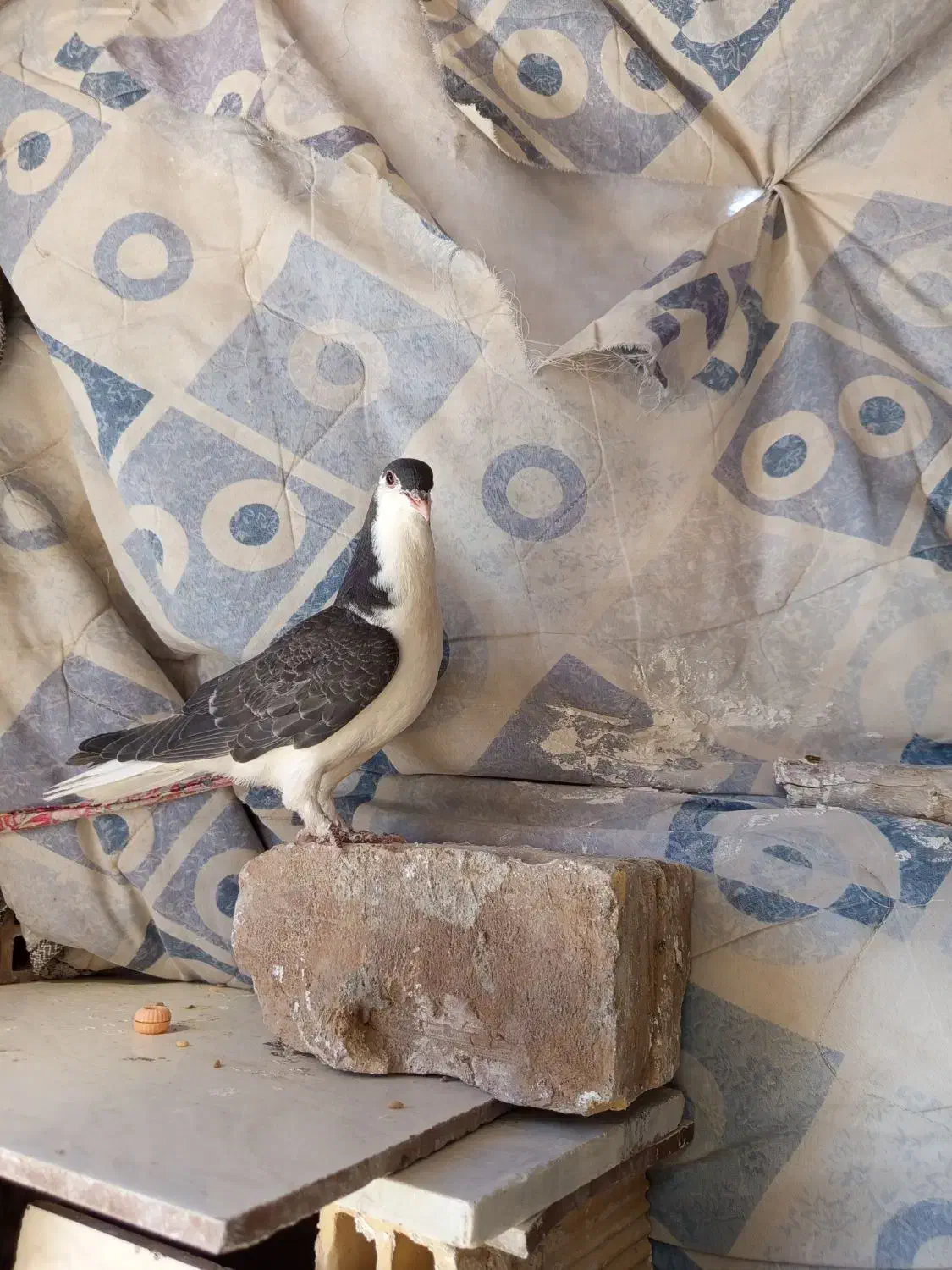 کفتر|پرنده|خوسف, |دیوار