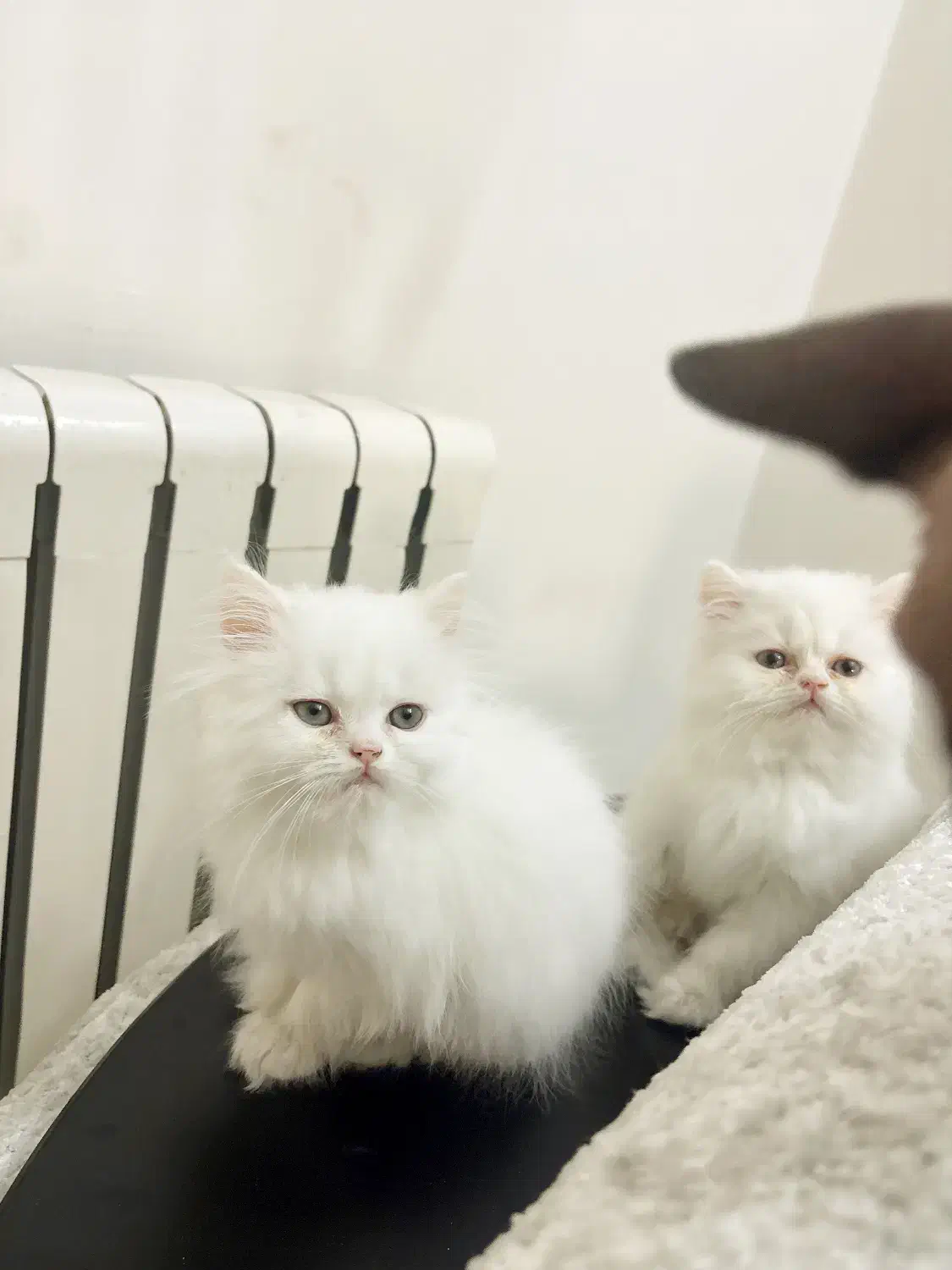 گربه نژاد پرشین سفید چین چیلا|گربه|تهران, سازمان برنامه جنوبی|دیوار