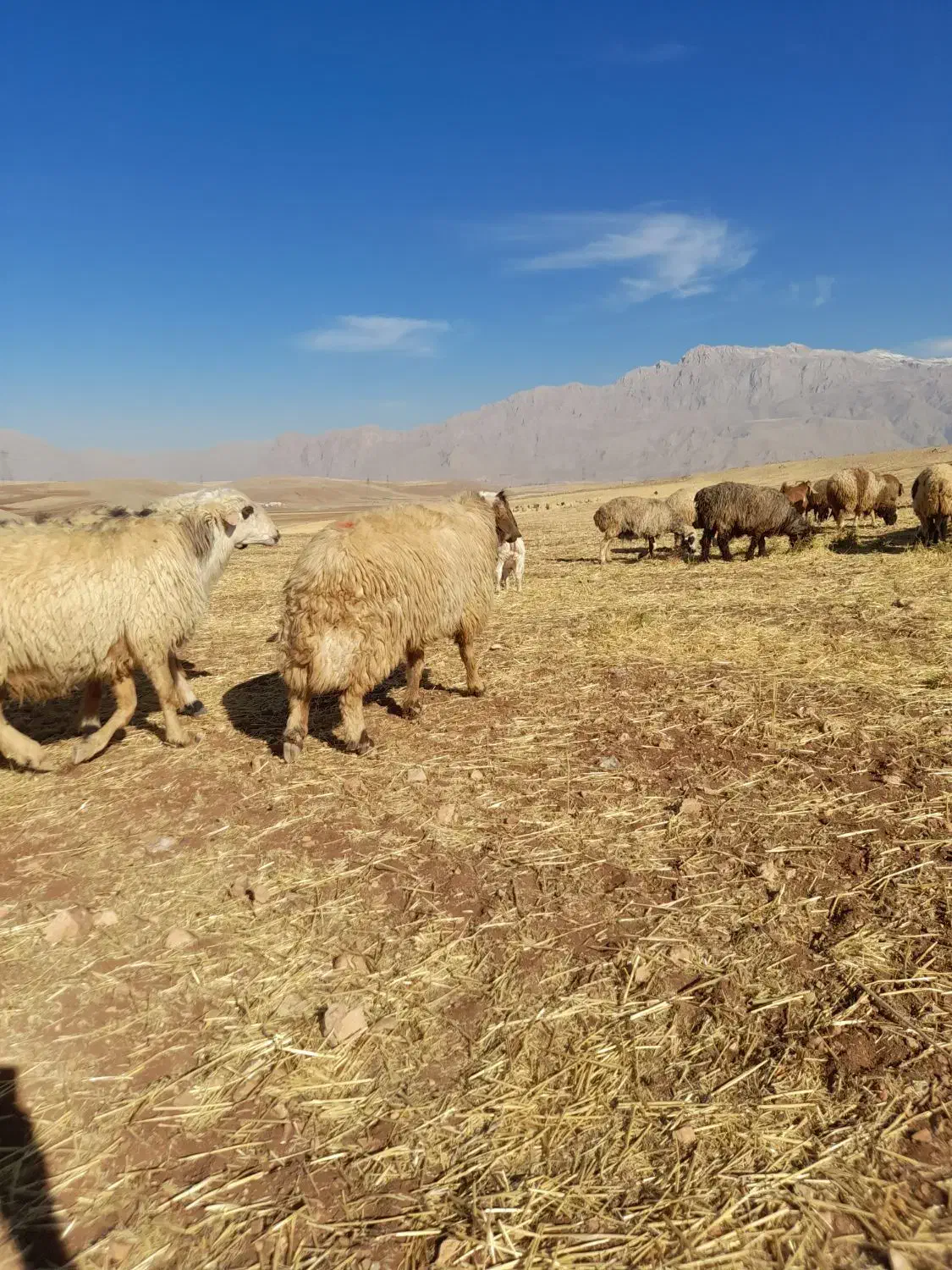 ورن ،قوچ|حیوانات مزرعه|کرمانشاه, |دیوار