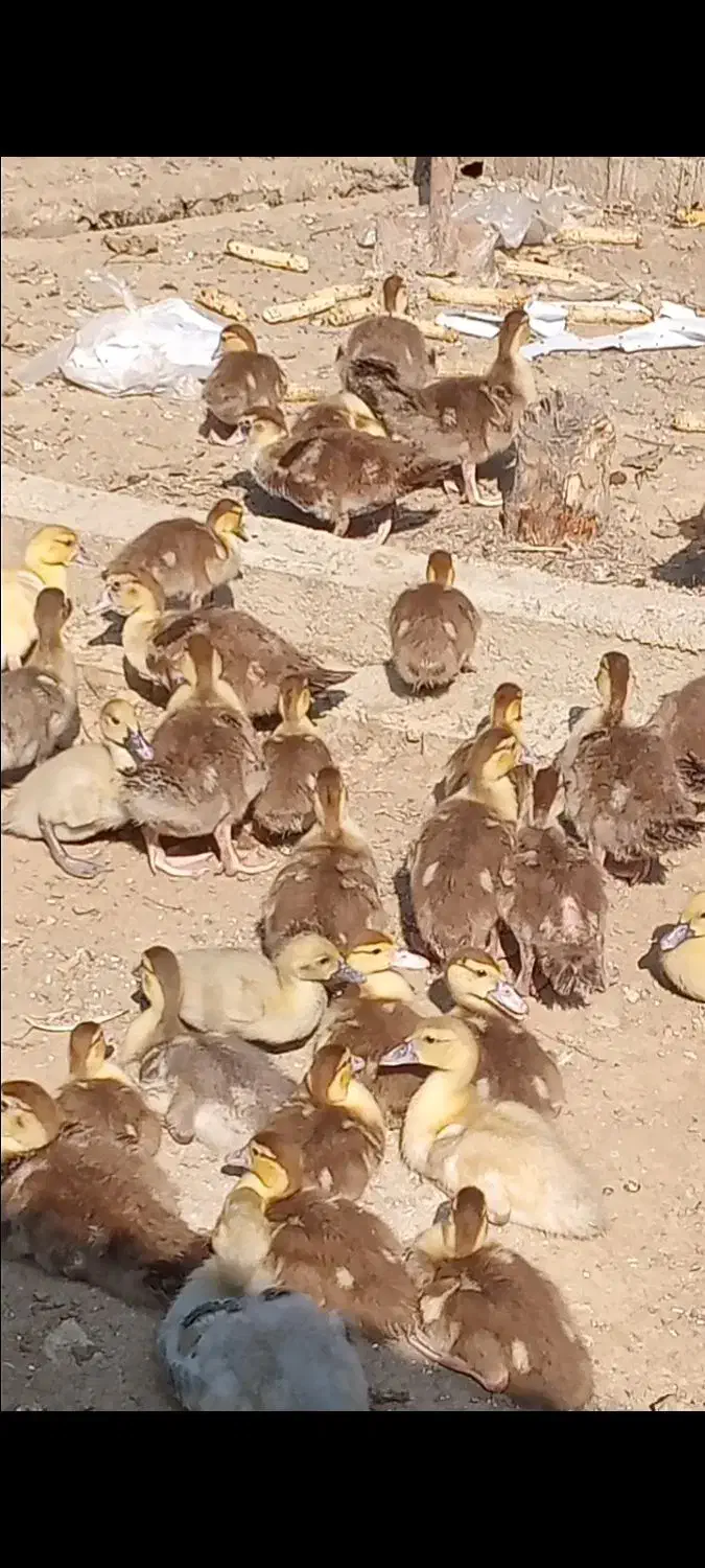 جوجه اردک خارجی رنگ خاص شکلاتی|حیوانات مزرعه|کیاکلا, |دیوار