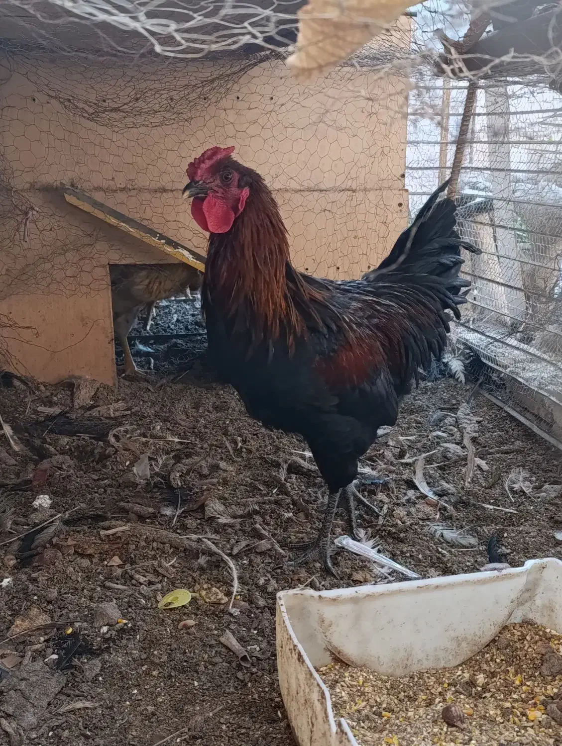 خروس|حیوانات مزرعه|رفسنجان, |دیوار