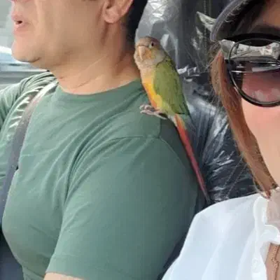 یک پرنده گرینچیک گم شده|حیوانات|کیش, |دیوار