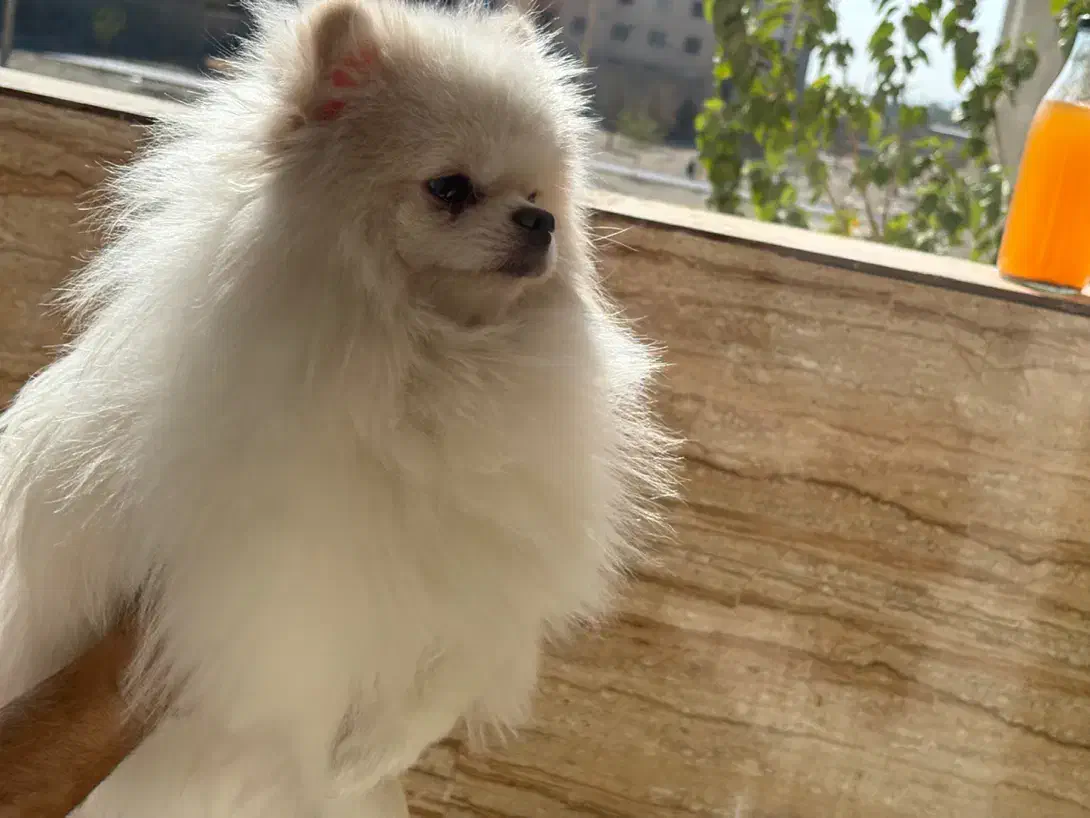 پدر و‌پسر یکی بخر دو تا ببر|سگ|فردیس, دهکده|دیوار