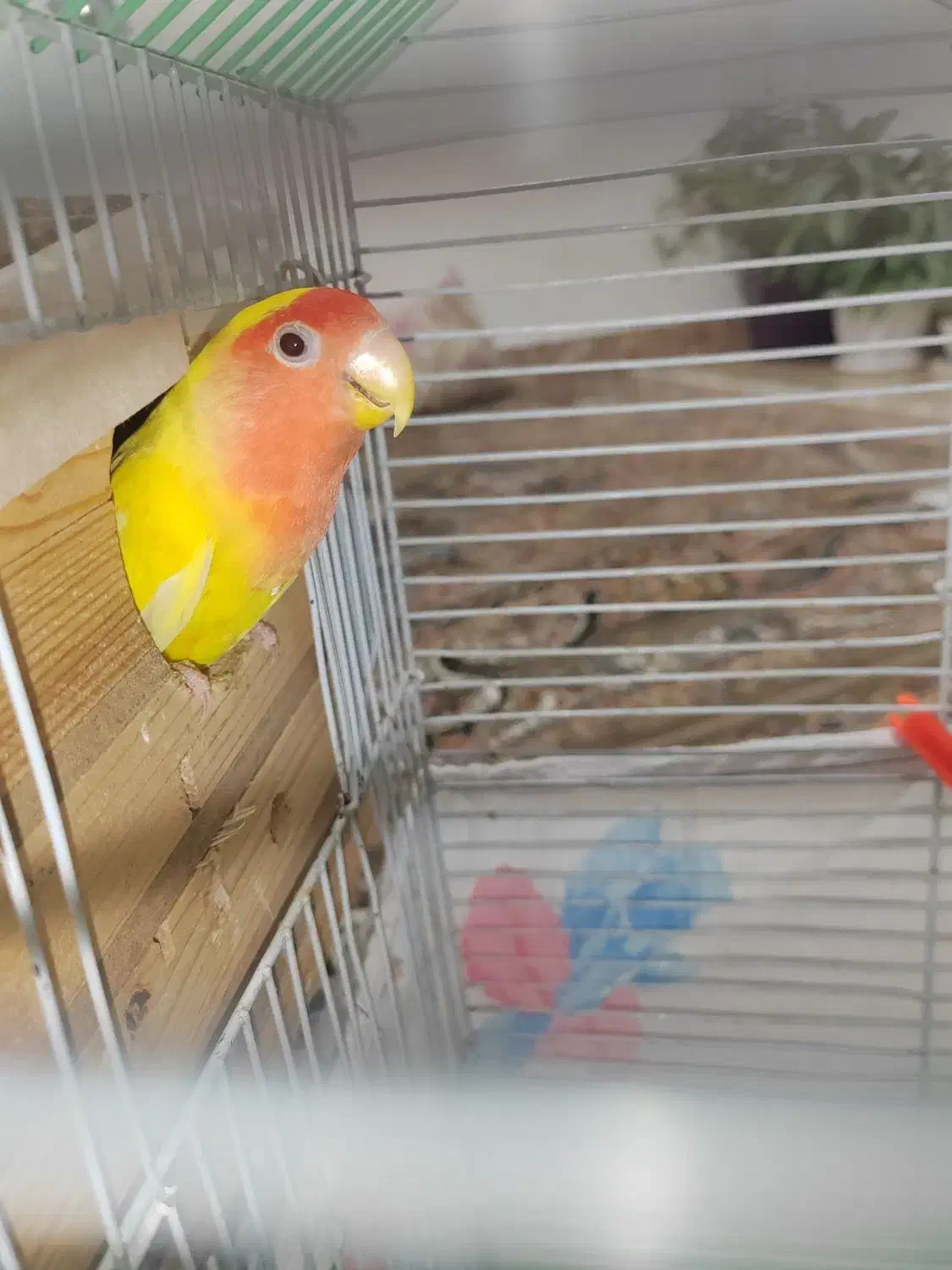 طوطی برزیلی مولد|پرنده|پیرانشهر, |دیوار