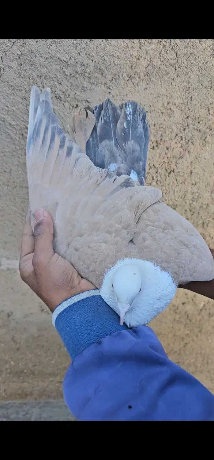 کلاغ هفت رنگ|پرنده|قائن, |دیوار