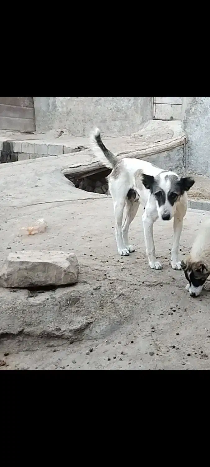 این ماده سگ گمشده|حیوانات|بجنورد, |دیوار