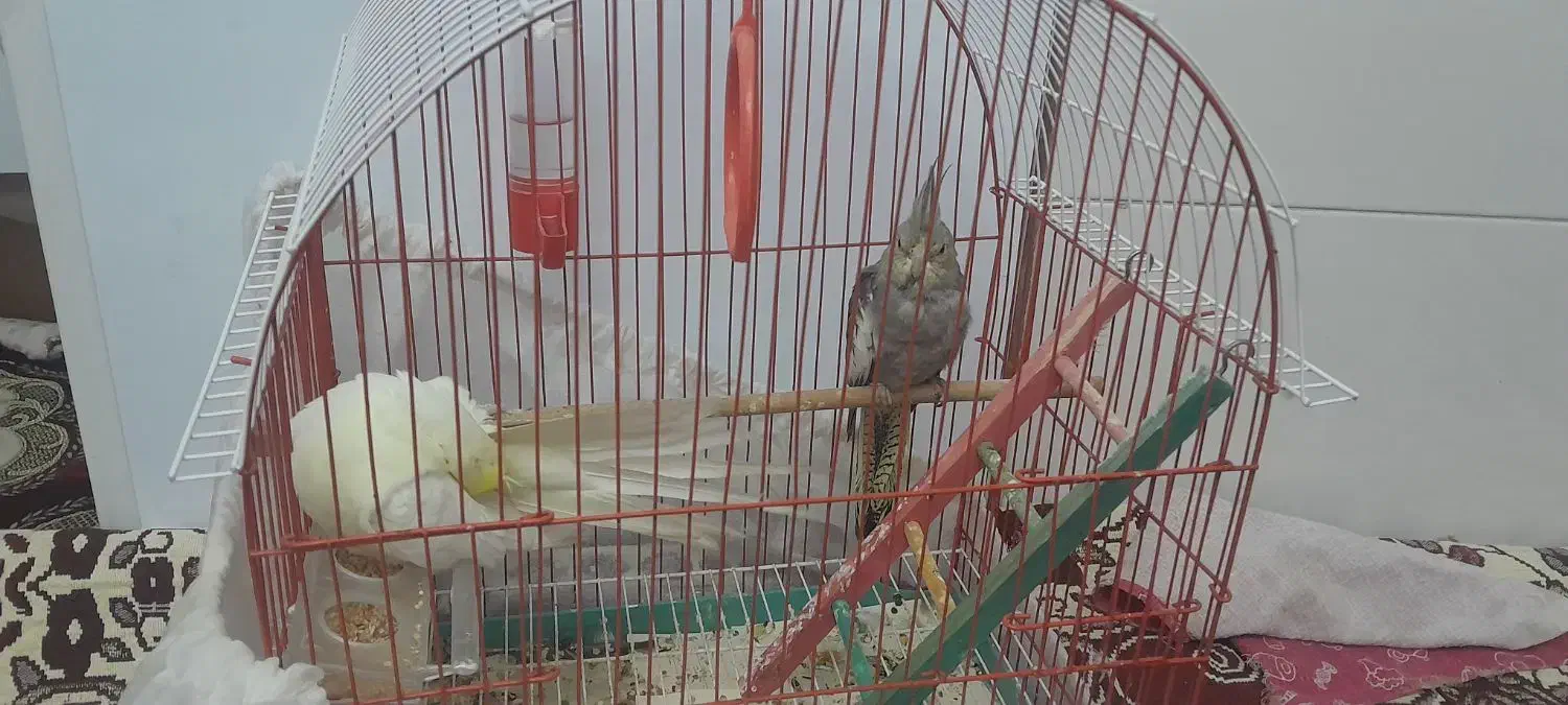 عروس هلندی نرو ماده|پرنده|اردبیل, |دیوار