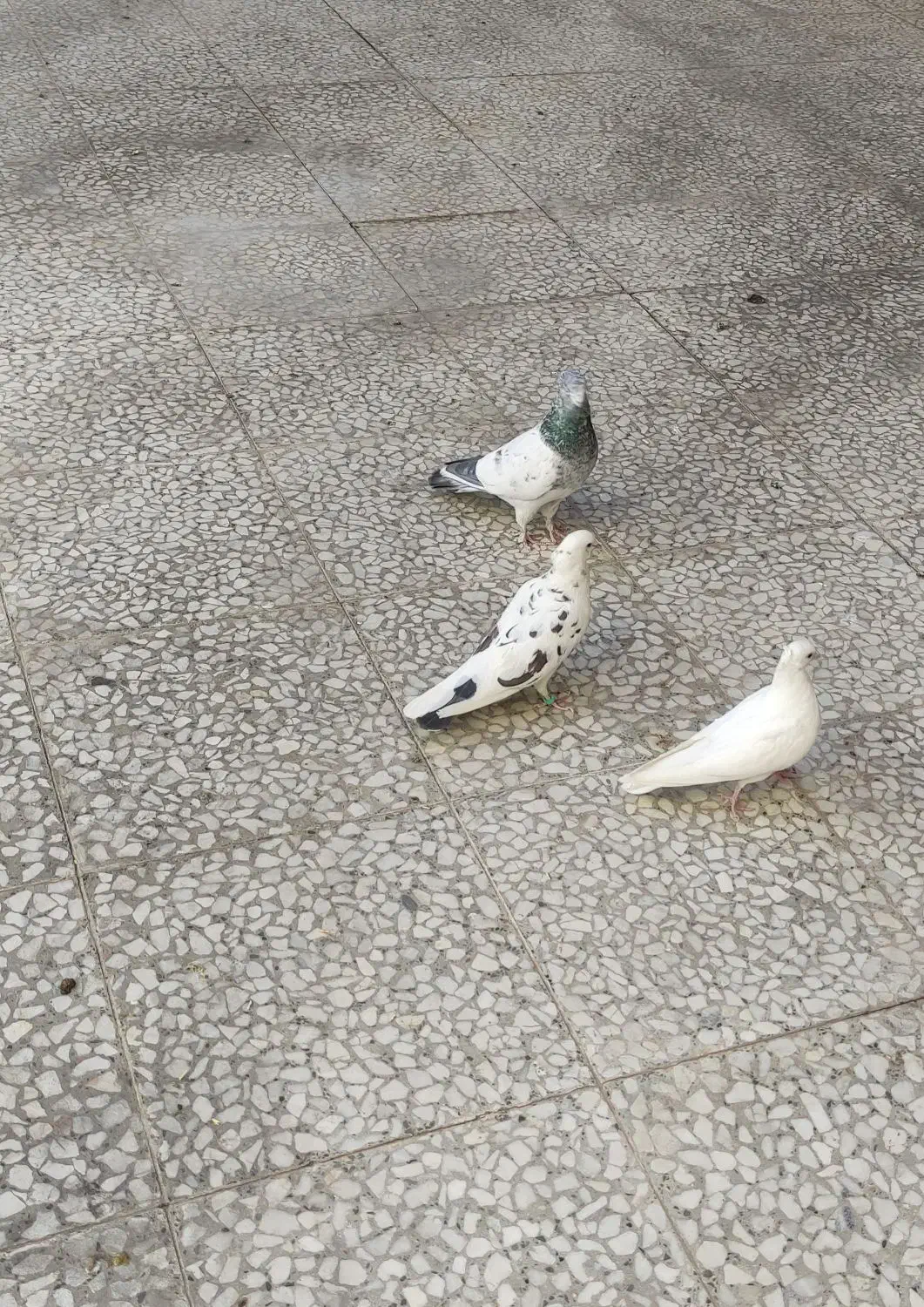 کبوتر|پرنده|مبارکه, |دیوار